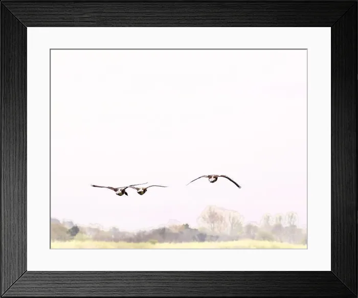 Framed Print : Canada Geese (Branta canadensis)