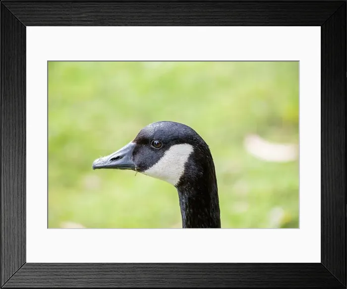 Framed Print : Large Canada Goose with a black head and white neck patch, grazes on a field in Dublin or migrates overhead Framed Print : Large Canada Goose with a black head and white neck patch, grazes on a field in Dublin or migrates overhead