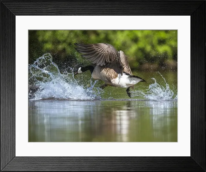 Framed Print : Canada Goose, Branta canadensis, bird running on water Framed Print : Canada Goose, Branta canadensis, bird running on water