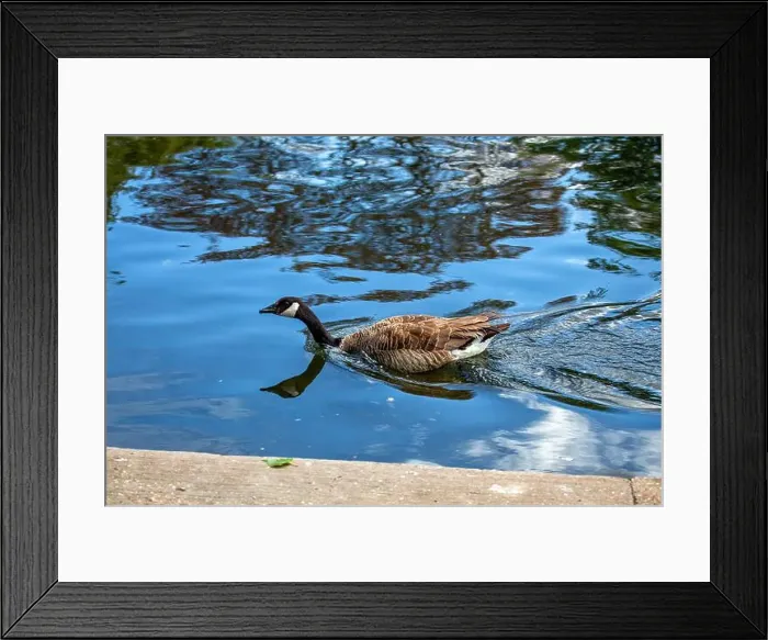 Framed Print : Large Canada Goose with a black head and white neck patch, grazes on a field in Dublin or migrates overhead Framed Print : Large Canada Goose with a black head and white neck patch, grazes on a field in Dublin or migrates overhead