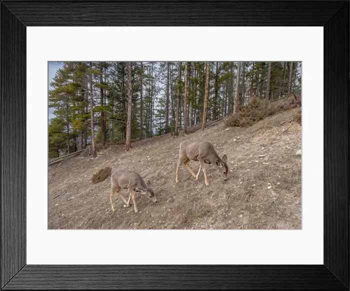 Framed Print : Two mule deer (Odocoileus hemionus) grazing on a barren slope in Banff National Park, Alberta, Canada Framed Print : Two mule deer (Odocoileus hemionus) grazing on a barren slope in Banff National Park, Alberta, Canada