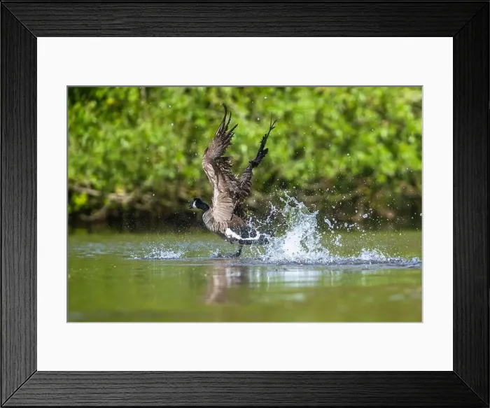 Framed Print : Canada Goose, Branta canadensis, bird running on water Framed Print : Canada Goose, Branta canadensis, bird running on water