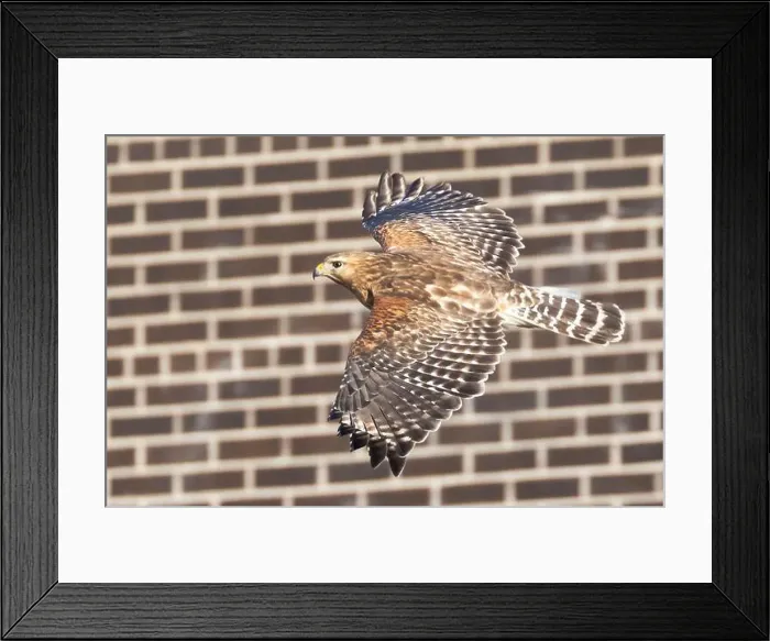 Framed Print : Red-shouldered hawk (Buteo lineatus) nesting Framed Print : Red-shouldered hawk (Buteo lineatus) nesting