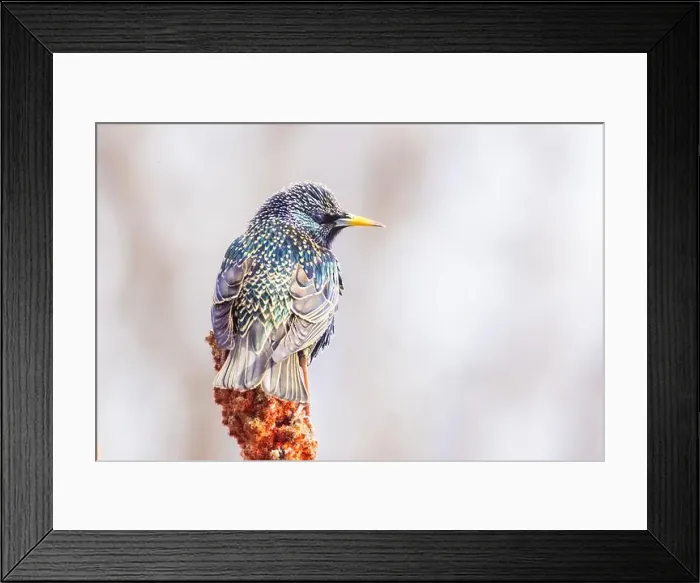 Framed Print : common starling (Sturnus vulgaris) Framed Print : common starling (Sturnus vulgaris)