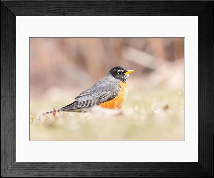 Framed Print : American robin (Turdus migratorius) in spring Framed Print : American robin (Turdus migratorius) in spring