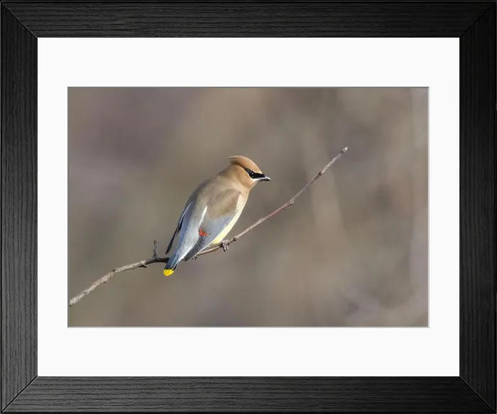 Framed Print : cedar waxwing (Bombycilla cedrorum) in spring Framed Print : cedar waxwing (Bombycilla cedrorum) in spring