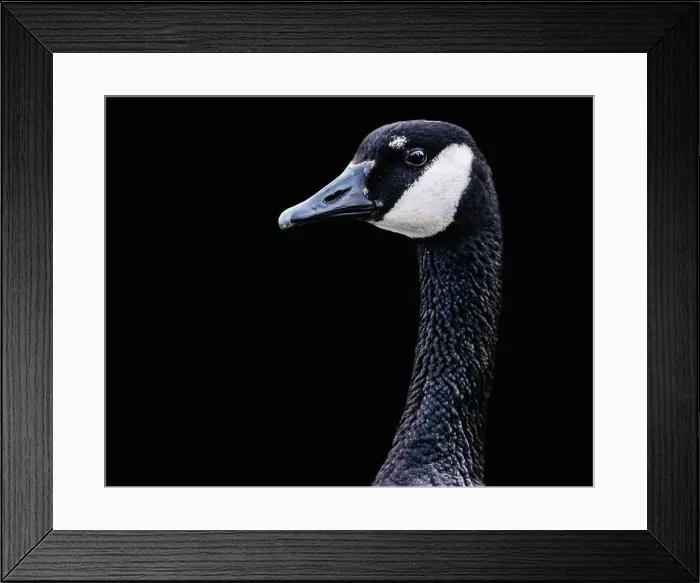 Framed Print : Canada Goose Framed Print : Canada Goose