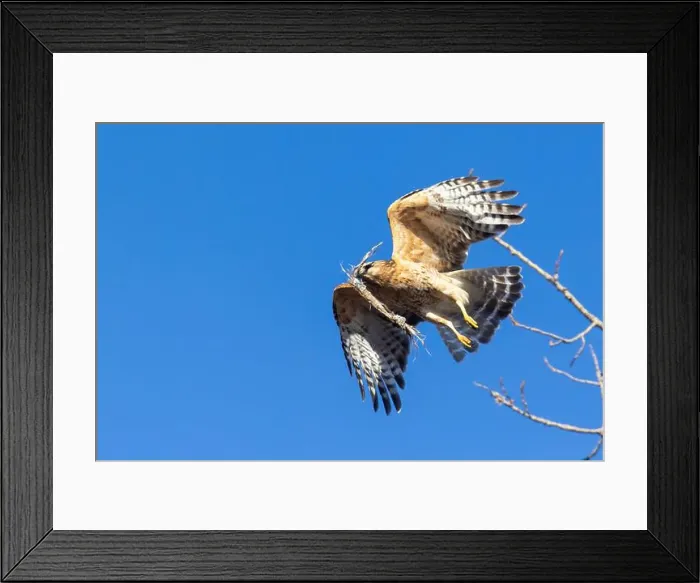 Framed Print : Red-shouldered hawk (Buteo lineatus) nesting Framed Print : Red-shouldered hawk (Buteo lineatus) nesting