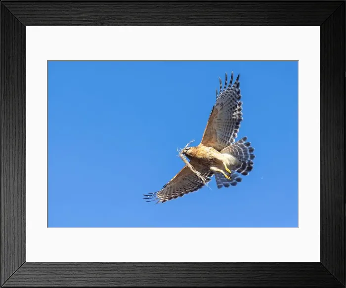 Framed Print : Red-shouldered hawk (Buteo lineatus) nesting Framed Print : Red-shouldered hawk (Buteo lineatus) nesting