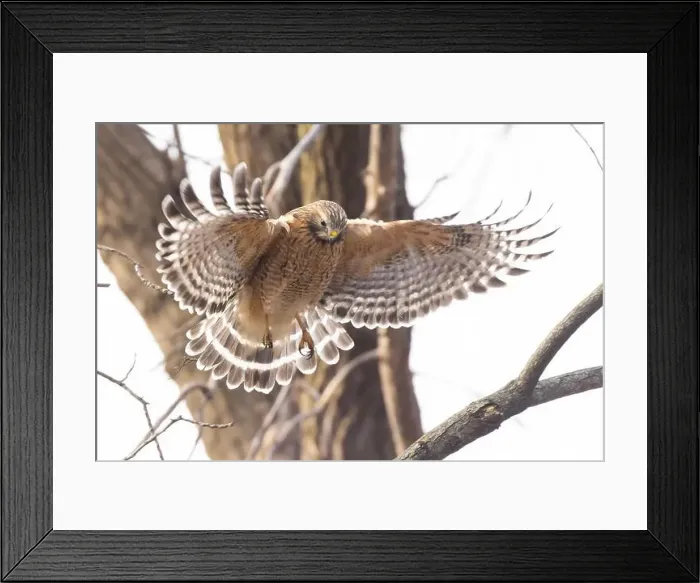 Framed Print : Red-shouldered hawk (Buteo lineatus) nesting Framed Print : Red-shouldered hawk (Buteo lineatus) nesting