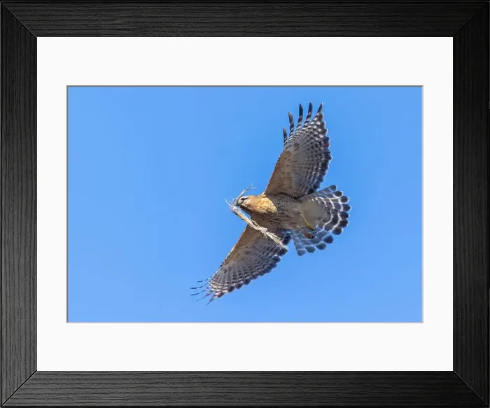 Framed Print : Red-shouldered hawk (Buteo lineatus) nesting Framed Print : Red-shouldered hawk (Buteo lineatus) nesting