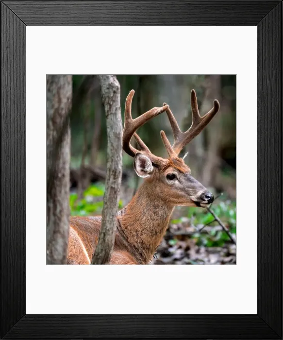 Framed Print : Deer with huge antlers lying on the grass Framed Print : Deer with huge antlers lying on the grass