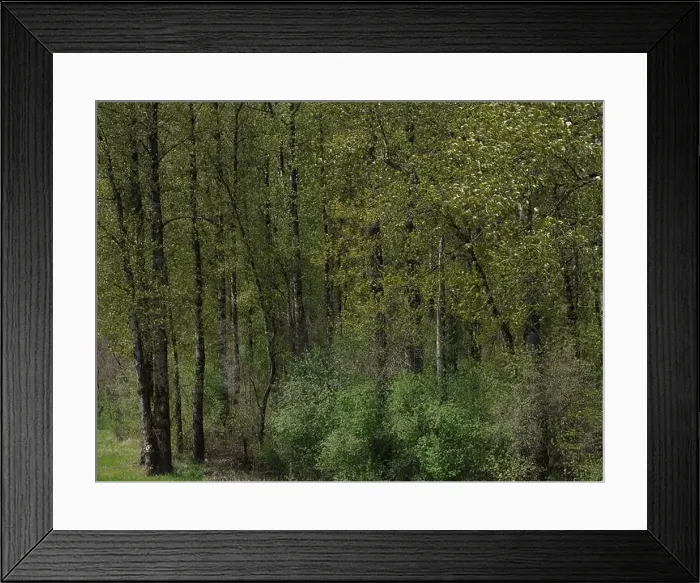 Framed Print : Vedder River Dyke - Trees II, Chilliwack, BC Framed Print : Vedder River Dyke - Trees II, Chilliwack, BC