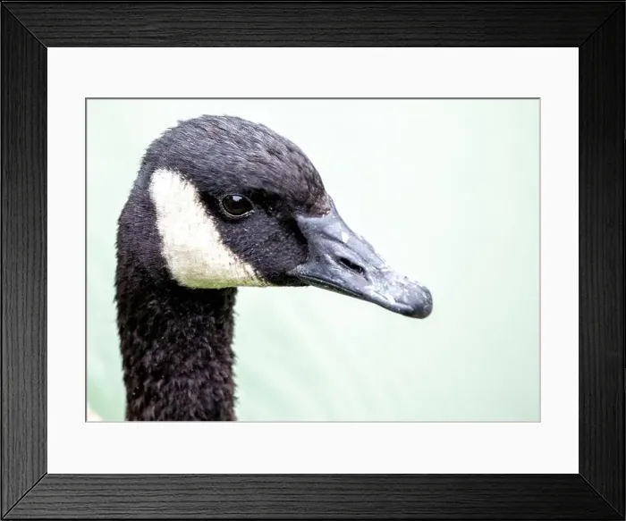 Framed Print : Large Canada Goose with a black head and white neck patch, grazes on a field in Dublin or migrates overhead Framed Print : Large Canada Goose with a black head and white neck patch, grazes on a field in Dublin or migrates overhead