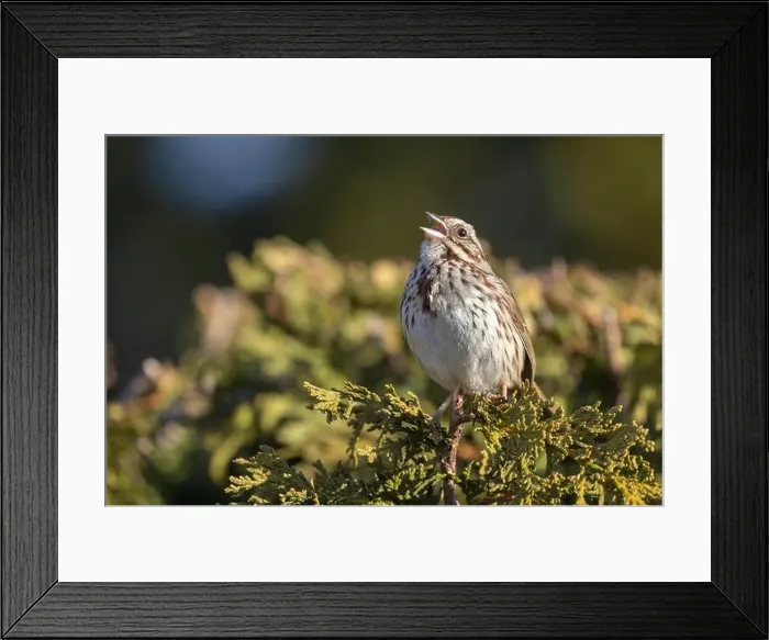 Framed Print : Male song sparrow (Melospiza melodia) singing in spring Framed Print : Male song sparrow (Melospiza melodia) singing in spring