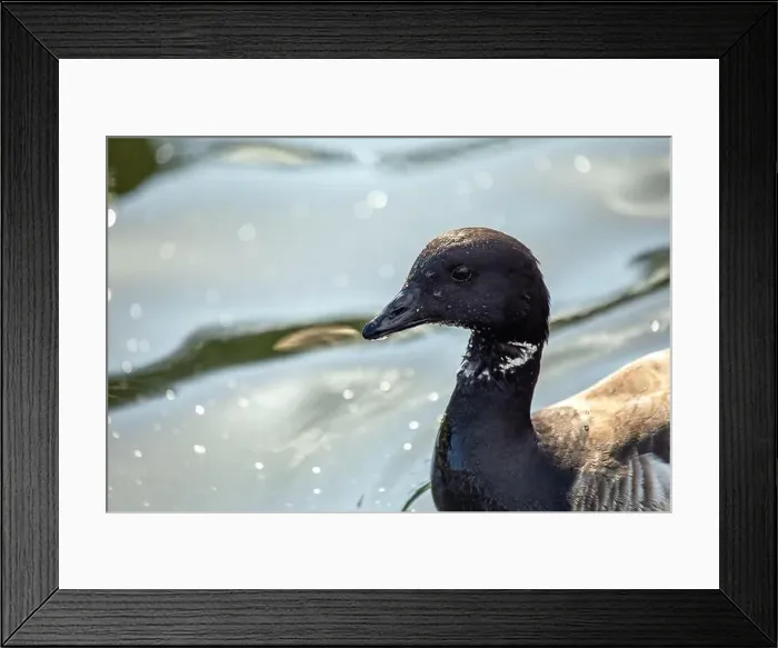 Framed Print : Large Canada Goose with a black head and white neck patch, grazes on a field in Dublin or migrates overhead Framed Print : Large Canada Goose with a black head and white neck patch, grazes on a field in Dublin or migrates overhead