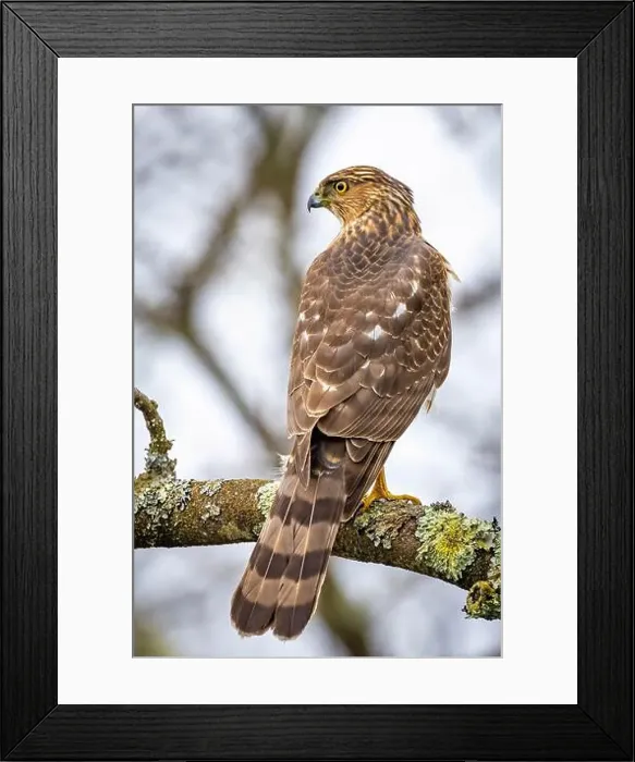 Framed Print : Beautiful juvenile Coopers Hawk close up portrait on the tree Framed Print : Beautiful juvenile Coopers Hawk close up portrait on the tree