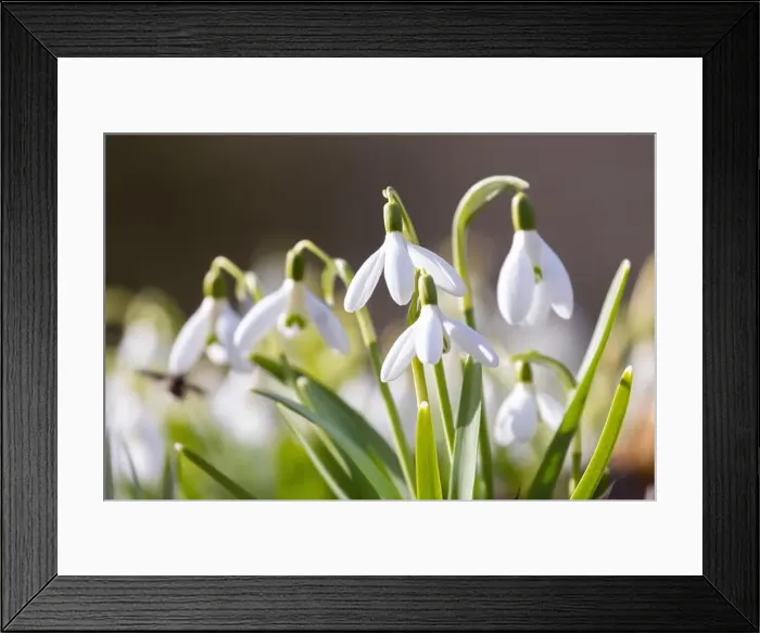 Framed Print : cedar waxwing (Bombycilla cedrorum) in spring Framed Print : cedar waxwing (Bombycilla cedrorum) in spring