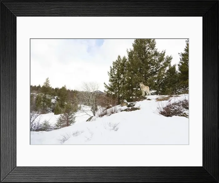 Framed Print : Grey wolf Canis lupus, adult standing on snow covered ridge, Montana, USA, March Framed Print : Grey wolf Canis lupus, adult standing on snow covered ridge, Montana, USA, March