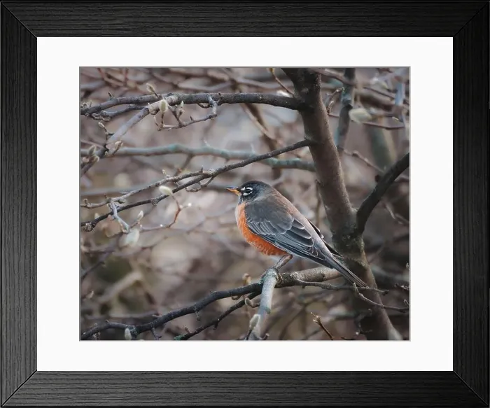Framed Print : American robin perched on tree branch on spring day in Canada Framed Print : American robin perched on tree branch on spring day in Canada