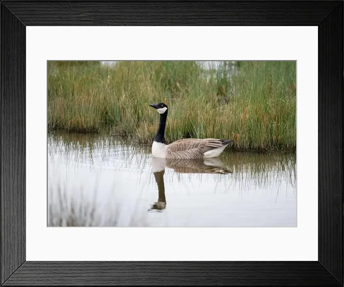 Framed Print : Canada Goose [Branta canadensis] glides past some tall grasses on the edge of a large pool in the early part of