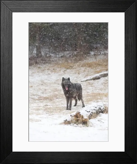 Framed Print : Grey wolf Canis lupus, adult standing at forest edge during snowfall, Montana, USA, March Framed Print : Grey wolf Canis lupus, adult standing at forest edge during snowfall, Montana, USA, March
