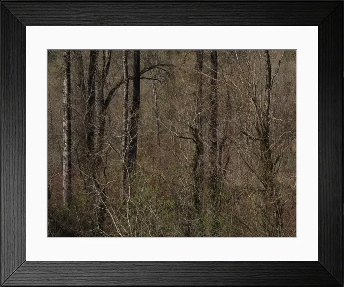 Framed Print : Spring Forest - Vedder River, Chilliwack, BC, Canada Framed Print : Spring Forest - Vedder River, Chilliwack, BC, Canada