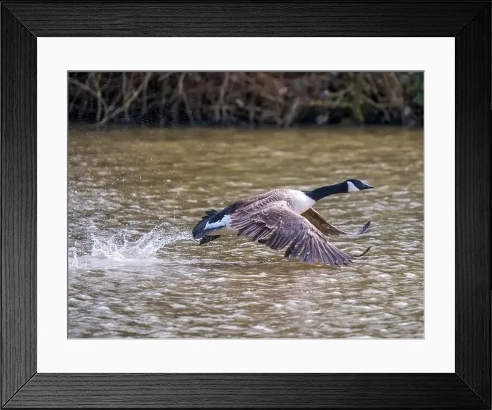Framed Print : A Canada Goose Landing on a Lake Framed Print : A Canada Goose Landing on a Lake