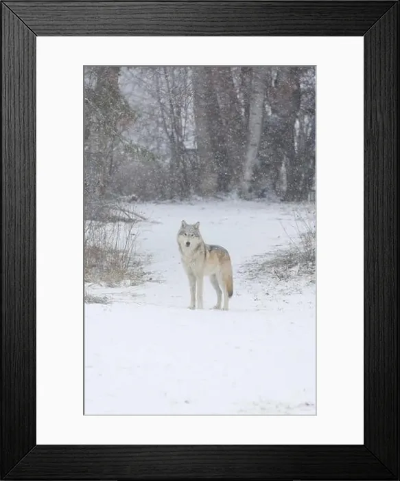 Framed Print : Grey wolf Canis lupus, adult standing at snow covered forest edge, Montana, USA, March Framed Print : Grey wolf Canis lupus, adult standing at snow covered forest edge, Montana, USA, March