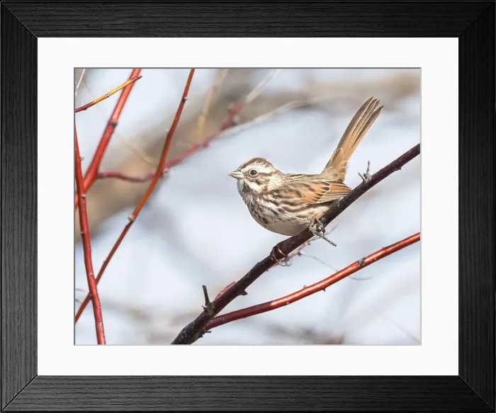 Framed Print : A Song Sparrow perches in Bosque del Apache, New Mexico Framed Print : A Song Sparrow perches in Bosque del Apache, New Mexico