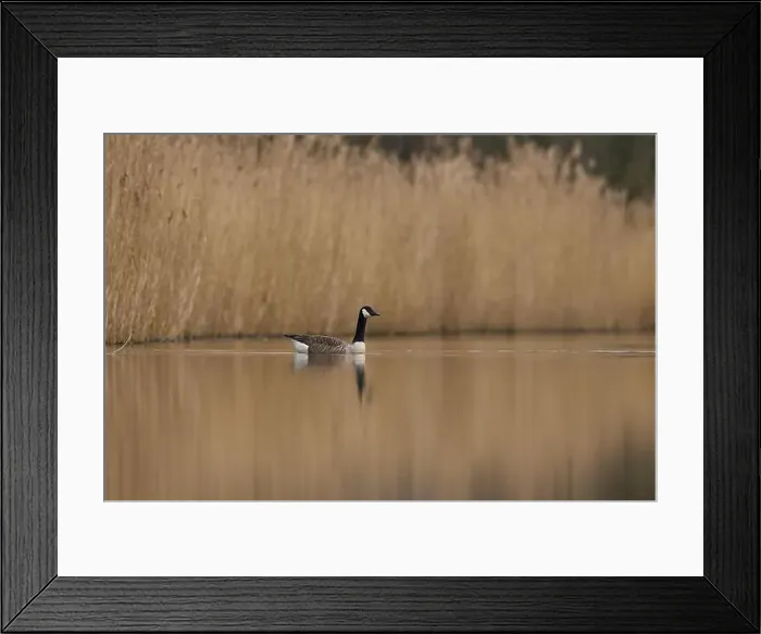 Framed Print : Canada Goose (Branta canadensis) swimming on a lake on the Somerset Levels in Somerset, United Kingdom Framed Print : Canada Goose (Branta canadensis) swimming on a lake on the Somerset Levels in Somerset, United Kingdom
