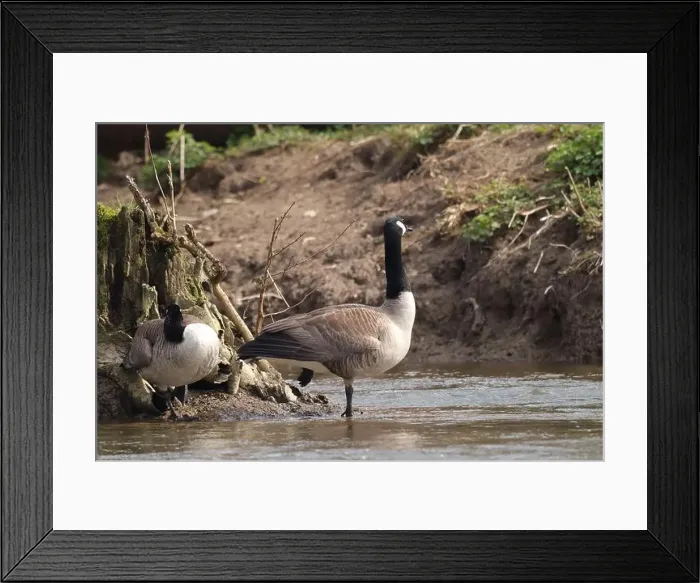 Framed Print : Bernache du Canada (Branta canadensis) Branta canadensis in its natural element Framed Print : Bernache du Canada (Branta canadensis) Branta canadensis in its natural element