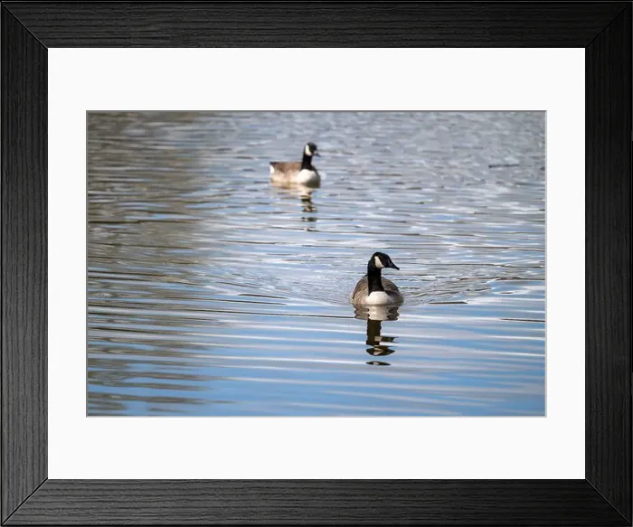 Framed Print : Portrait photo of a pair of Canada Geese Framed Print : Portrait photo of a pair of Canada Geese
