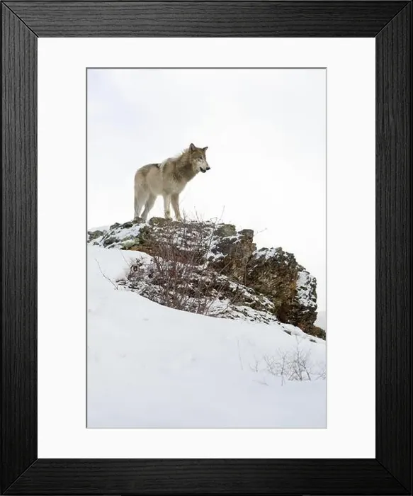 Framed Print : Grey wolf Canis lupus, adult standing on snow covered ridge, Montana, USA, March Framed Print : Grey wolf Canis lupus, adult standing on snow covered ridge, Montana, USA, March
