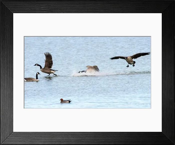 Framed Print : Canada Geese (Branta canadensis) Framed Print : Canada Geese (Branta canadensis)