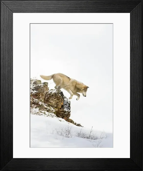 Framed Print : Grey wolf Canis lupus, adult jumping from snow covered ridge, Montana, USA, March Framed Print : Grey wolf Canis lupus, adult jumping from snow covered ridge, Montana, USA, March
