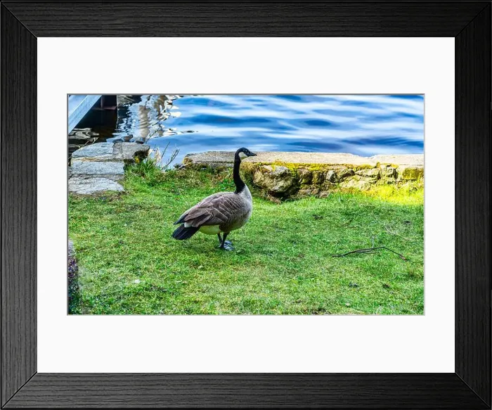 Framed Print : A detailed shot of a Canada Goose at Cranberry Lake in Deception Pass State Park in Washington State Framed Print : A detailed shot of a Canada Goose at Cranberry Lake in Deception Pass State Park in Washington State