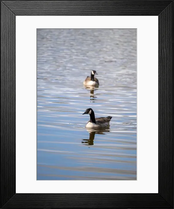 Framed Print : Portrait photo of a pair of Canada Geese Framed Print : Portrait photo of a pair of Canada Geese