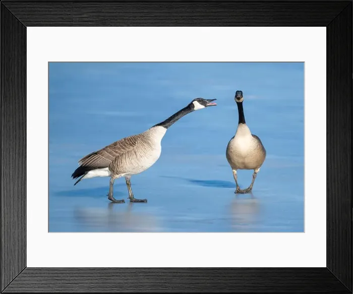 Framed Print : Canada geese (Branta canadensis) pair bonding, early Spring, E North America, by Dominique Braud / Dembinsky Photo Assoc Framed Print : Canada geese (Branta canadensis) pair bonding, early Spring, E North America, by Dominique Braud / Dembinsky Photo Assoc