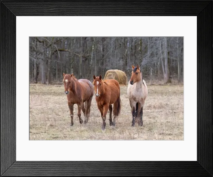 Framed Print : Three brown horses standing in a meadow on Wolfe Island, Ontario, Canada Framed Print : Three brown horses standing in a meadow on Wolfe Island, Ontario, Canada