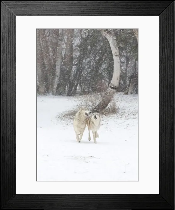 Framed Print : Grey wolf Canis lupus, 2 adults running at snow covered forest edge, Montana, USA, March Framed Print : Grey wolf Canis lupus, 2 adults running at snow covered forest edge, Montana, USA, March