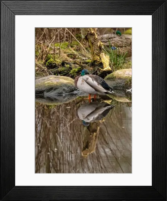 Framed Print : Male mallard Anas platyrhynchos resting in a pond Framed Print : Male mallard Anas platyrhynchos resting in a pond