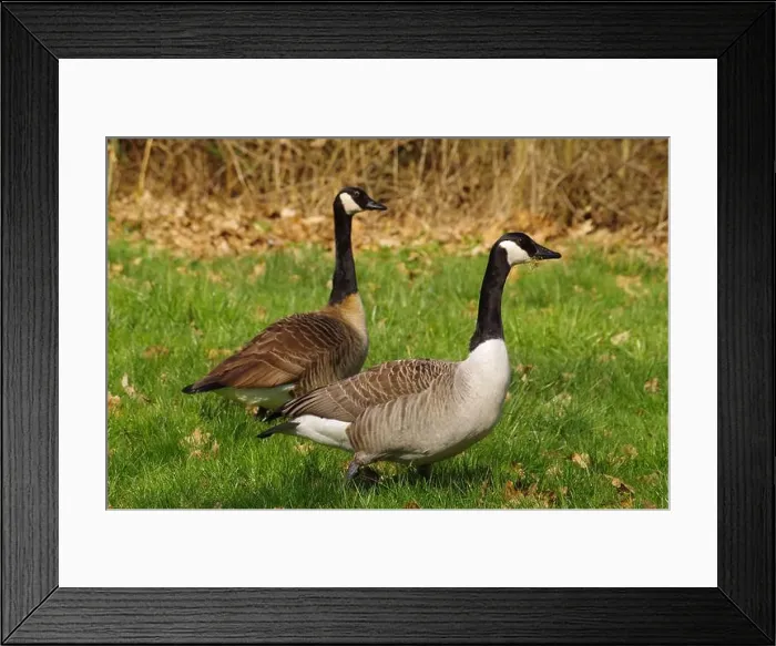 Framed Print : Canadian Goose near a lake at Gießen Town