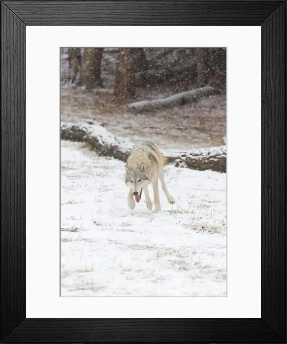 Framed Print : Grey wolf Canis lupus, adult running on snow, Montana, USA, March Framed Print : Grey wolf Canis lupus, adult running on snow, Montana, USA, March