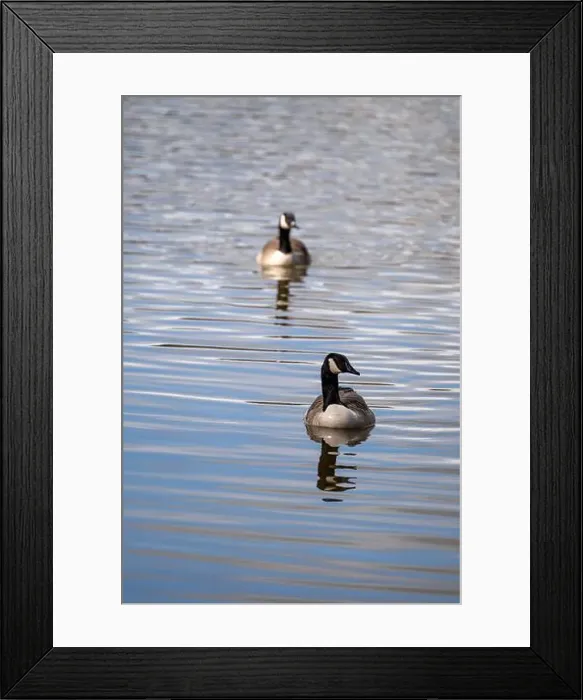 Framed Print : Portrait photo of a pair of Canada Geese Framed Print : Portrait photo of a pair of Canada Geese