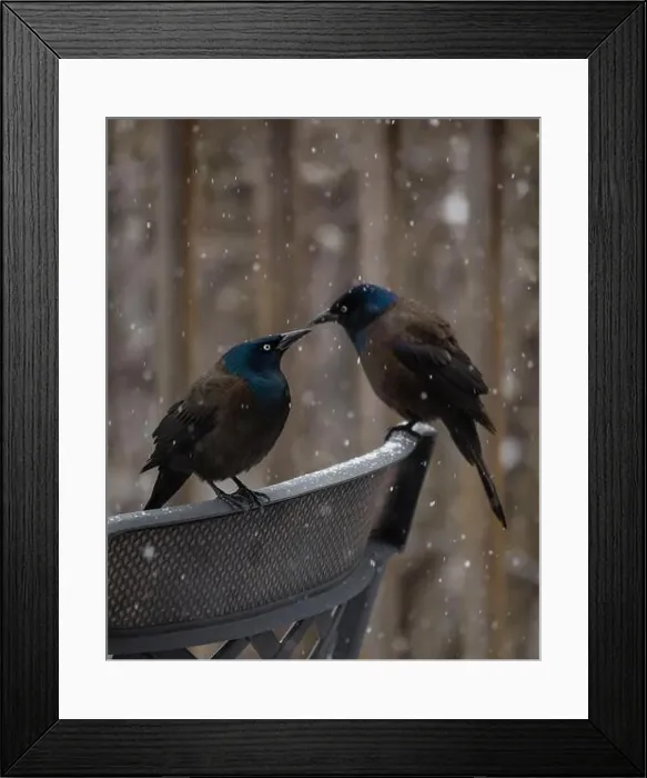 Framed Print : Common grackle birds perched on metal chair on a snowy day Framed Print : Common grackle birds perched on metal chair on a snowy day