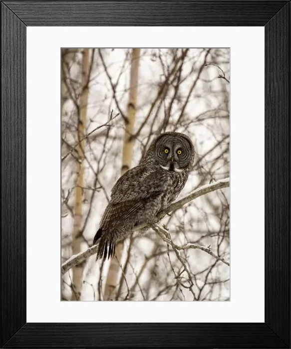 Framed Print : This Stunning Great grey owl, perched upon a snowy tree branch in search of his next meal Framed Print : This Stunning Great grey owl, perched upon a snowy tree branch in search of his next meal