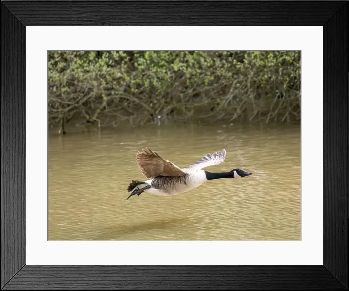 Framed Print : A Canada Goose Landing on a Lake Framed Print : A Canada Goose Landing on a Lake