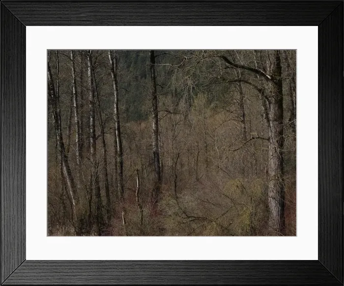 Framed Print : Spring Forest - Vedder River, Chilliwack, BC, Canada Framed Print : Spring Forest - Vedder River, Chilliwack, BC, Canada
