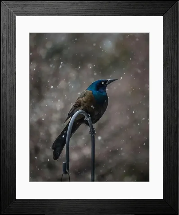 Framed Print : Common grackle bird perched on metal hook on a snowy day Framed Print : Common grackle bird perched on metal hook on a snowy day